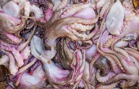 Squid & Octopus Supplier Andhra Pradesh